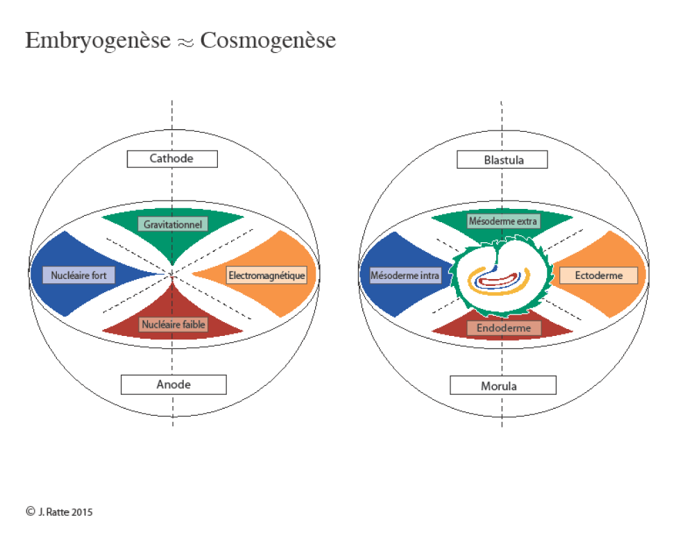 Embryogenes cosmogenese